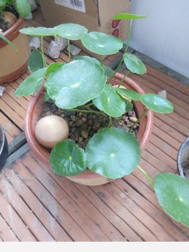 在家中養花需要注意什麼？-劉子恆Lockie的回答