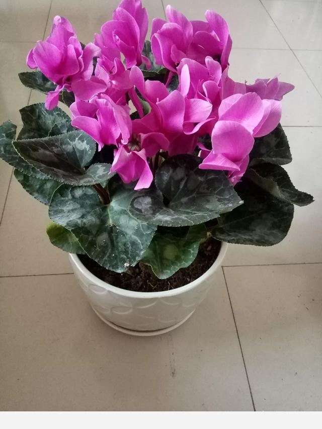在家中養花需要注意什麼？-拉拉愛302的回答