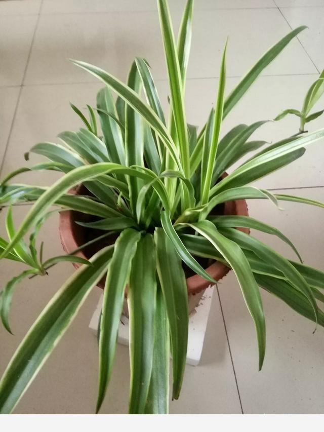 在家中養花需要注意什麼？-拉拉愛302的回答