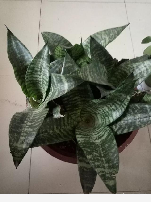 在家中養花需要注意什麼？-拉拉愛302的回答