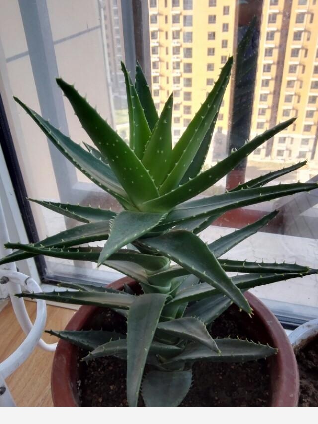 在家中養花需要注意什麼？-知足常樂70779546的回答