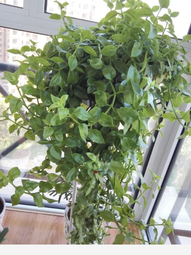 在家中養花需要注意什麼？-知足常樂70779546的回答