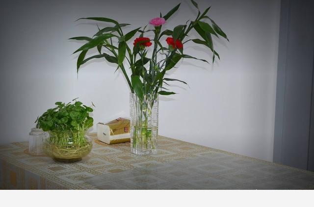新房如何養花？-美家手記的回答