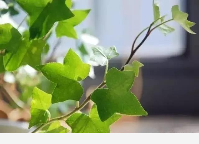 新房如何養花？-美家手記的回答