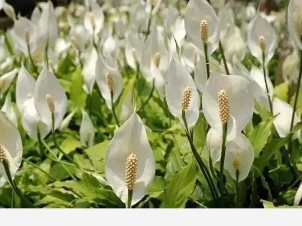 新房如何養花？-美家手記的回答