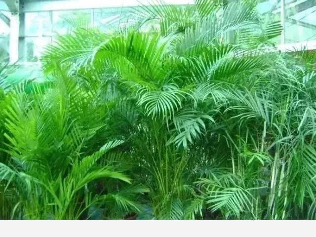 新房如何養花？-美家手記的回答