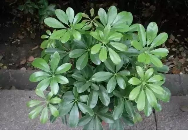 新房如何養花？-美家手記的回答
