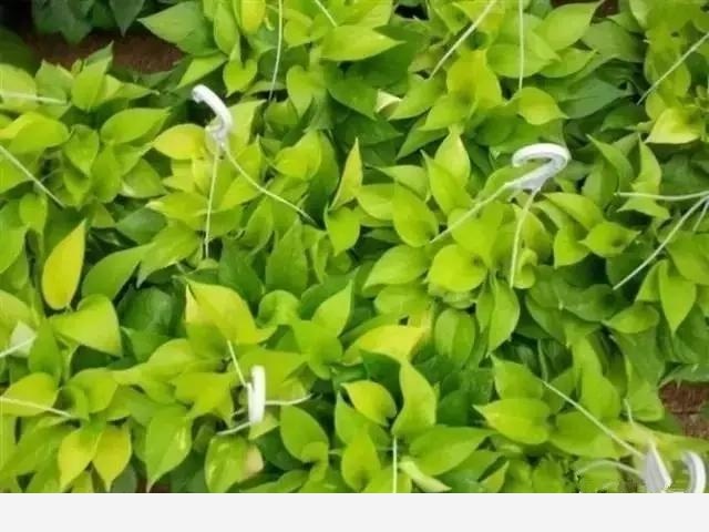 新房如何養花？-美家手記的回答