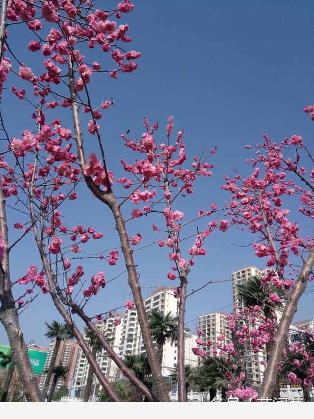 花盆土壤板結怎麼辦？-花間草的回答