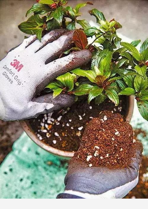 花盆土壤板結怎麼辦？-花卉網的回答