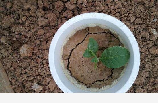 花盆土壤板結怎麼辦？-一切正在發生的回答