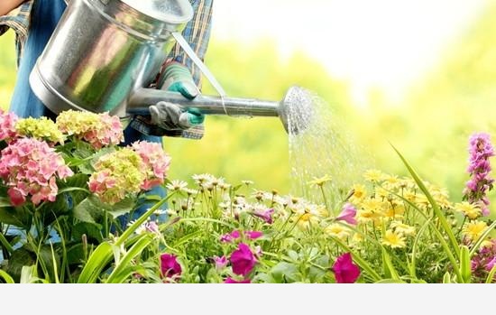花盆土壤板結怎麼辦？-空間收納大師的回答