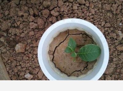花盆土壤板結怎麼辦？-空間收納大師的回答