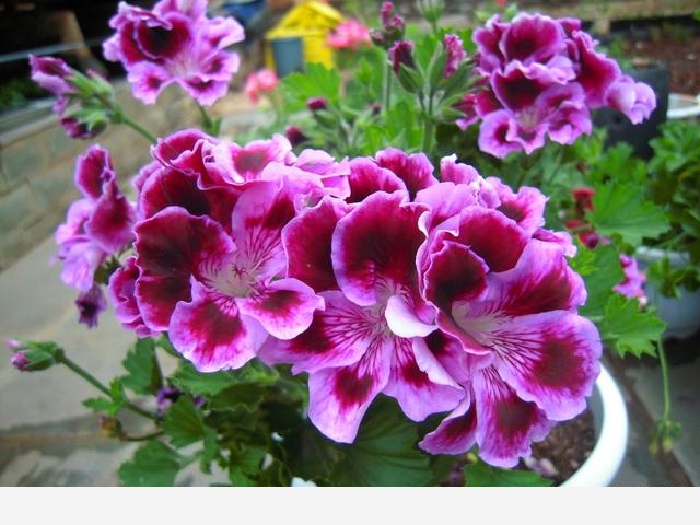 花盆土壤板結怎麼辦？-空間收納大師的回答