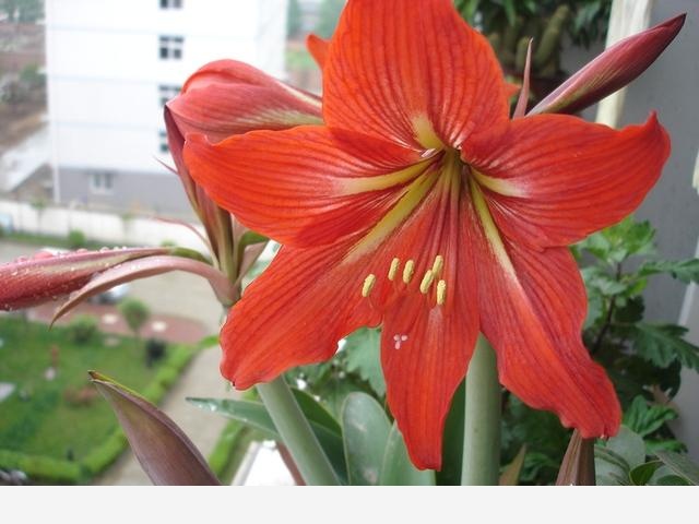 花盆土壤板結怎麼辦？-空間收納大師的回答