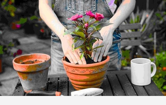 花盆土壤板結怎麼辦？-空間收納大師的回答
