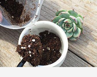 花盆土壤板結怎麼辦？-空間收納大師的回答