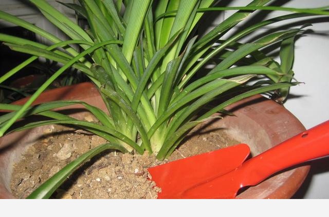 花盆土壤板結怎麼辦？-空間收納大師的回答