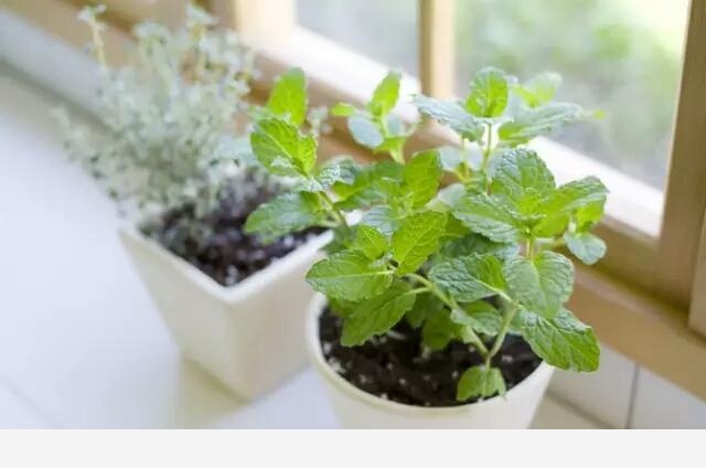 花盆土壤板結怎麼辦？-植物達人説的回答