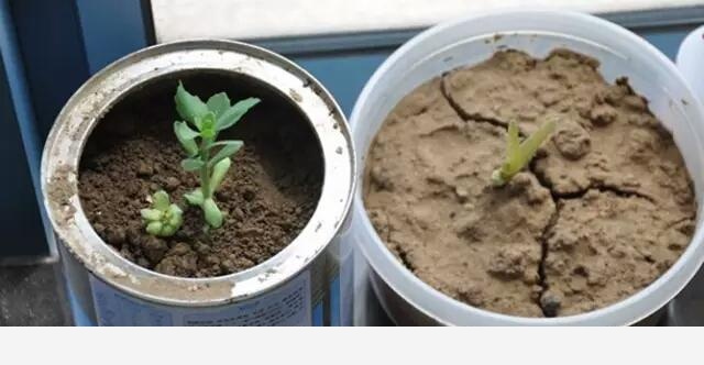 花盆土壤板結怎麼辦？-植物達人説的回答
