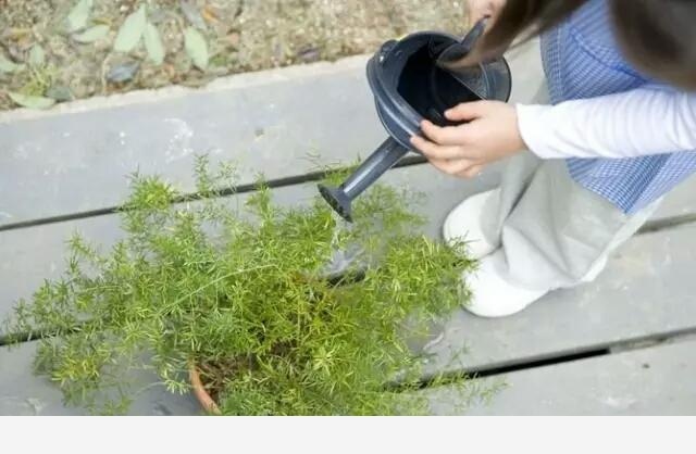 花盆土壤板結怎麼辦？-植物達人説的回答