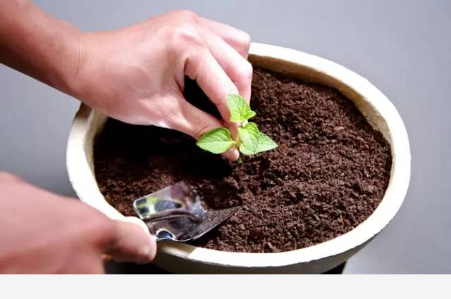 花盆土壤板結怎麼辦？-植物達人説的回答