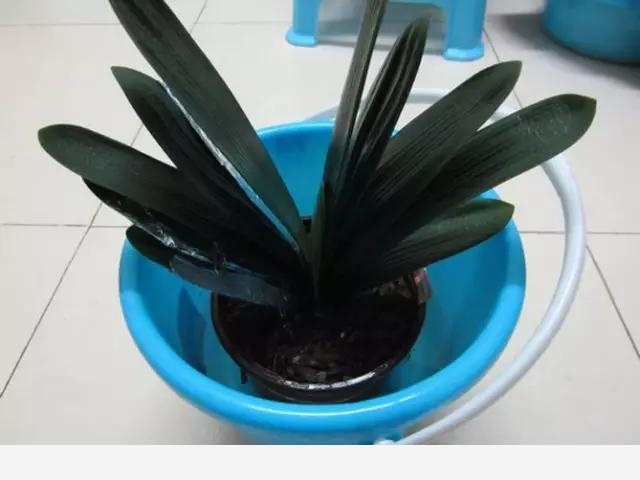 花盆土壤板結怎麼辦？-植物達人説的回答
