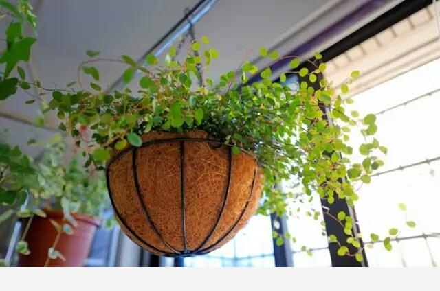 花盆土壤板結怎麼辦？-植物達人説的回答