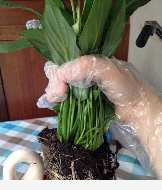 花盆土壤板結怎麼辦？-小雅在陽臺的回答