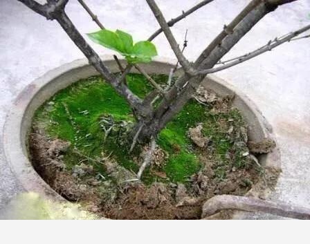 花盆土壤板結怎麼辦？-養花交流的回答