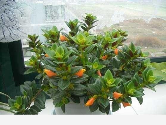 花盆土壤板結怎麼辦？-劉子恆Lockie的回答
