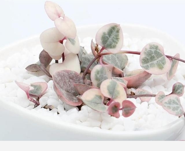 花盆土壤板結怎麼辦？-劉子恆Lockie的回答
