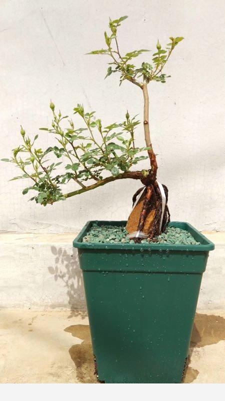 盆栽花卉，該怎麼養殖？-書香庭院的玉痕的回答