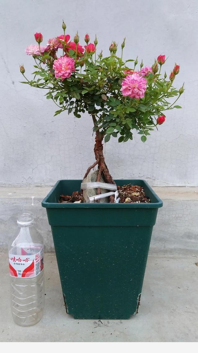 盆栽花卉，該怎麼養殖？-書香庭院的玉痕的回答