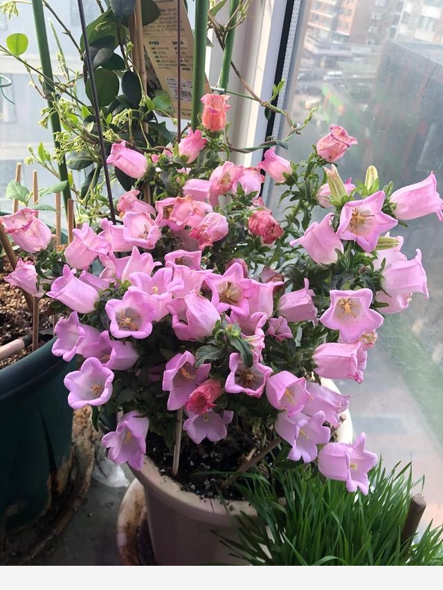 盆栽花卉，該怎麼養殖？-會養花的法師玉龍的回答