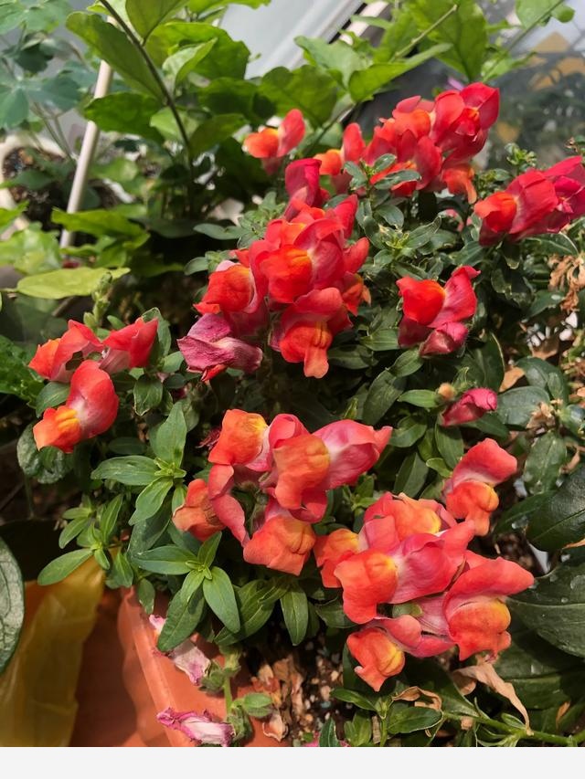 盆栽花卉，該怎麼養殖？-會養花的法師玉龍的回答