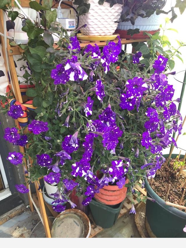 盆栽花卉，該怎麼養殖？-會養花的法師玉龍的回答