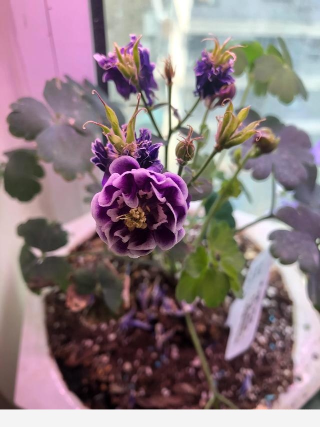 盆栽花卉，該怎麼養殖？-會養花的法師玉龍的回答