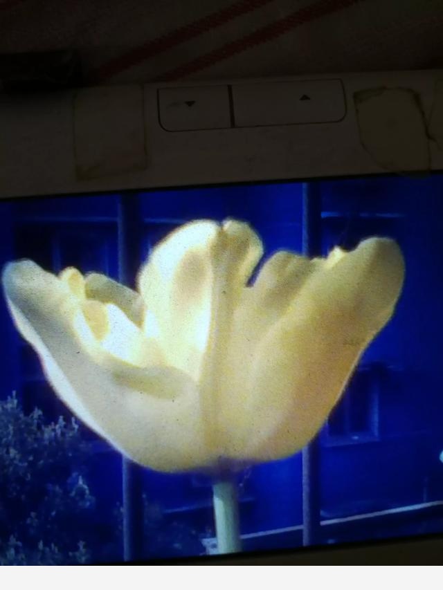 你種過花嗎？快來給大家分享一下吧？-醫者仁心王姚的回答