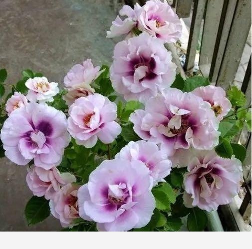 為什麼說燒開過的水一般不能澆花？-書香庭院的玉痕的回答