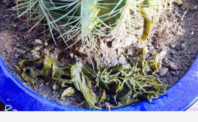 家中養花，最適合用什麼水澆花？-Raizel然的回答