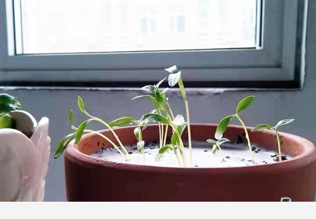 家中養花，最適合用什麼水澆花？-Raizel然的回答