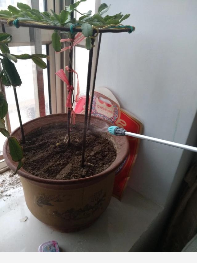 給花澆水需要注意什麼？-濤子說說的回答