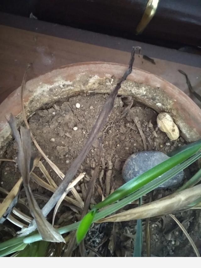給花澆水需要注意什麼？-濤子說說的回答