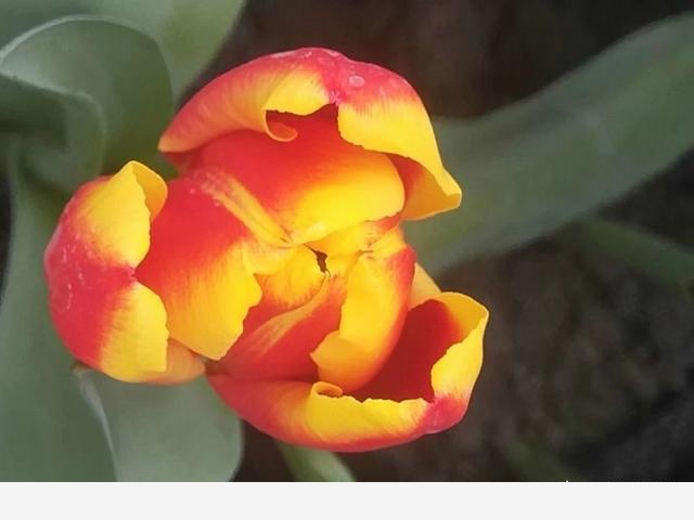 給花澆水需要注意什麼？-濤子說說的回答