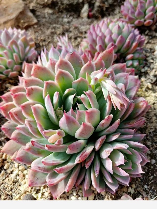 為什麼說燒開過的水一般不能澆花？-花韻居的回答