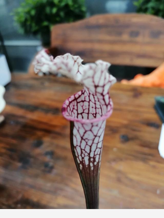 為什麼說燒開過的水一般不能澆花？-食蟲植物園藝師的回答