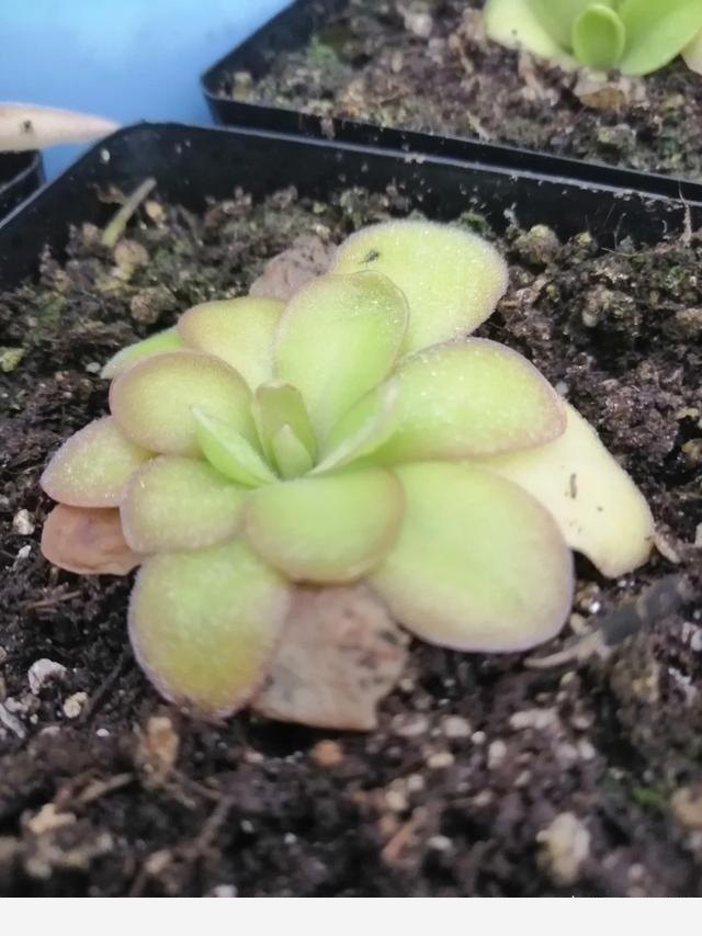 為什麼說燒開過的水一般不能澆花？-食蟲植物園藝師的回答