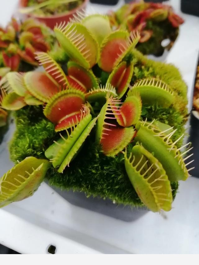 為什麼說燒開過的水一般不能澆花？-食蟲植物園藝師的回答