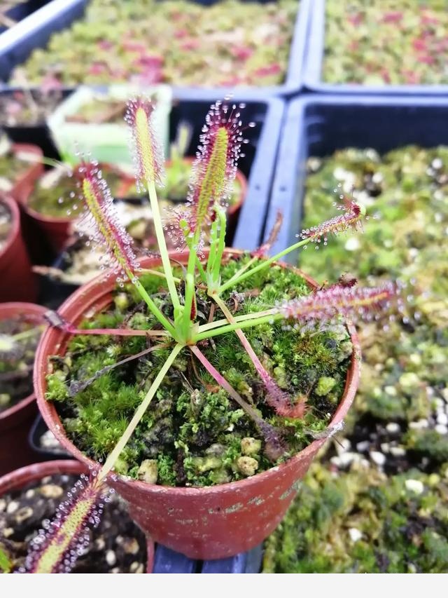 為什麼說燒開過的水一般不能澆花？-食蟲植物園藝師的回答